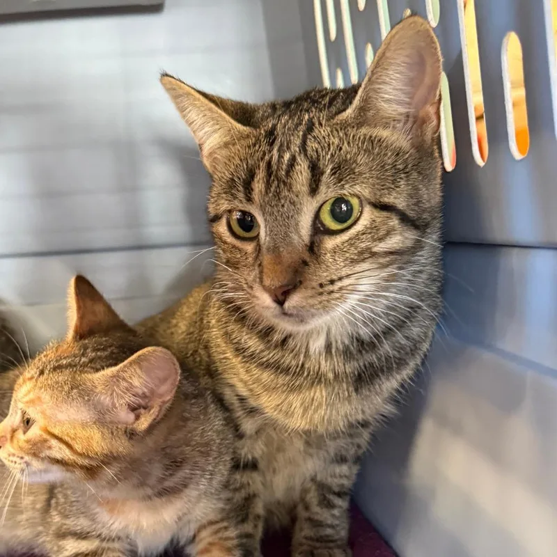 A young medium-sized female Brown / Chocolate Domestic Short Hair cat named Tigra for adoption in Ashtabula, OH