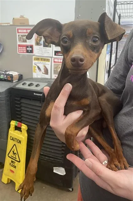 A young small-sized male Mixed Breed dog named Prancer for adoption in Dallas, TX