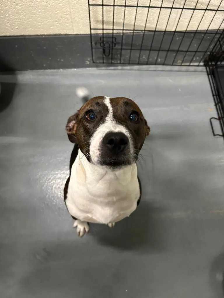 A young medium-sized female Pit Bull Terrier dog named Lady for adoption in Johnson City, TN