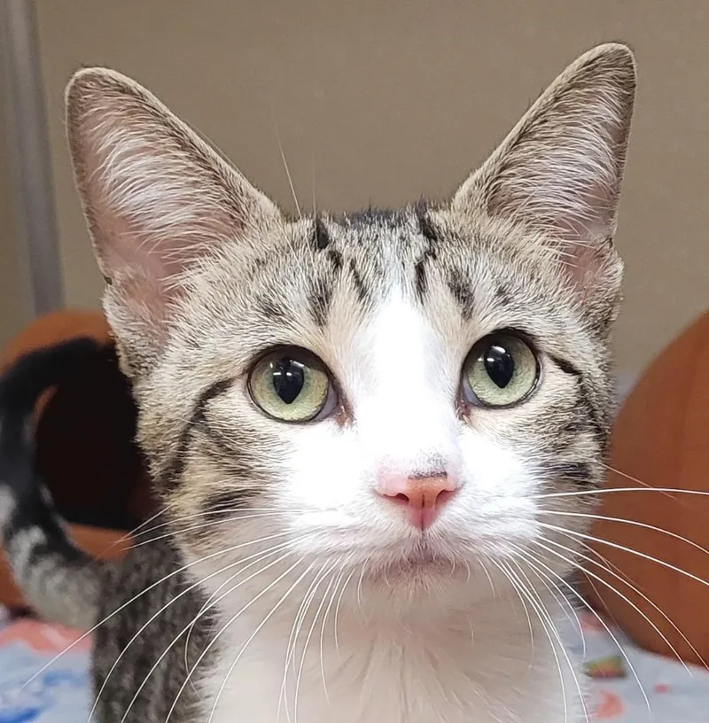 An adult medium-sized male Tabby (Brown / Chocolate) Domestic Short Hair cat named Franz for adoption in Tomah, WI