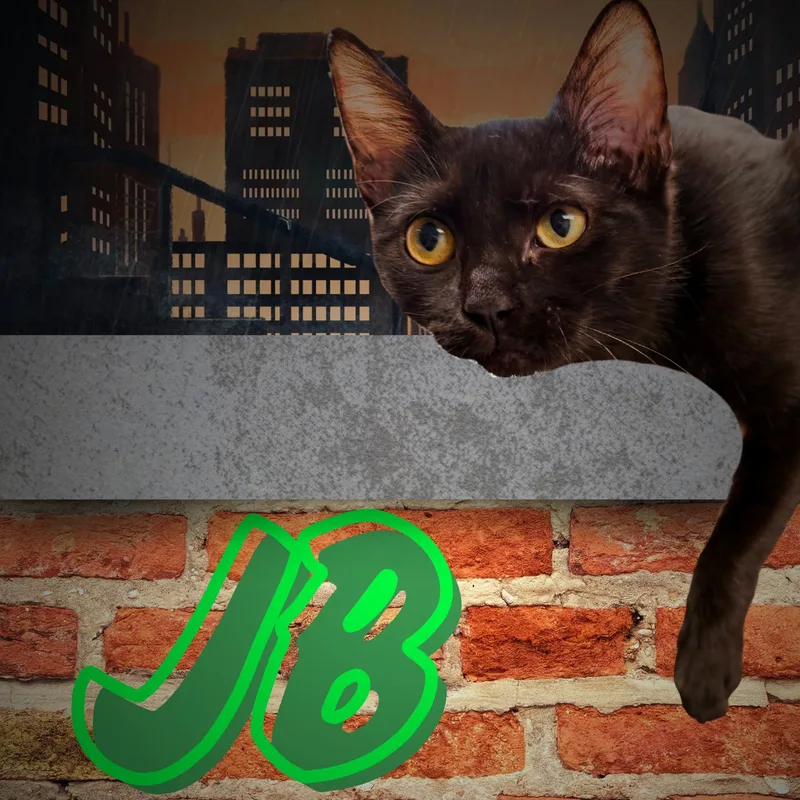 A young small-sized male Black Domestic Short Hair cat named Jb for adoption in Aransas Pass, TX