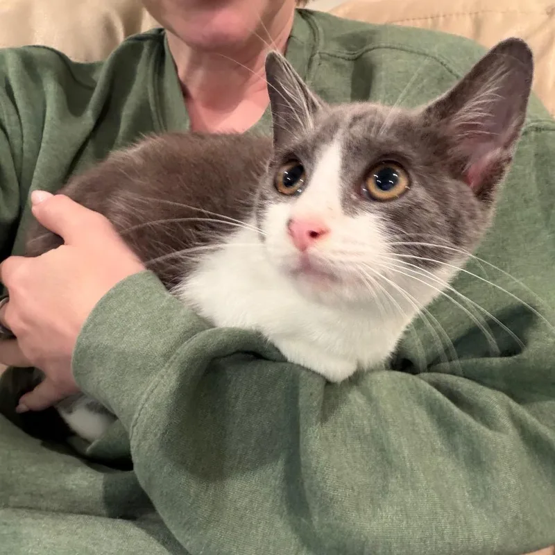A baby small-sized female Gray / Blue / Silver Domestic Short Hair cat named Lexi for adoption in Ferndale, MI