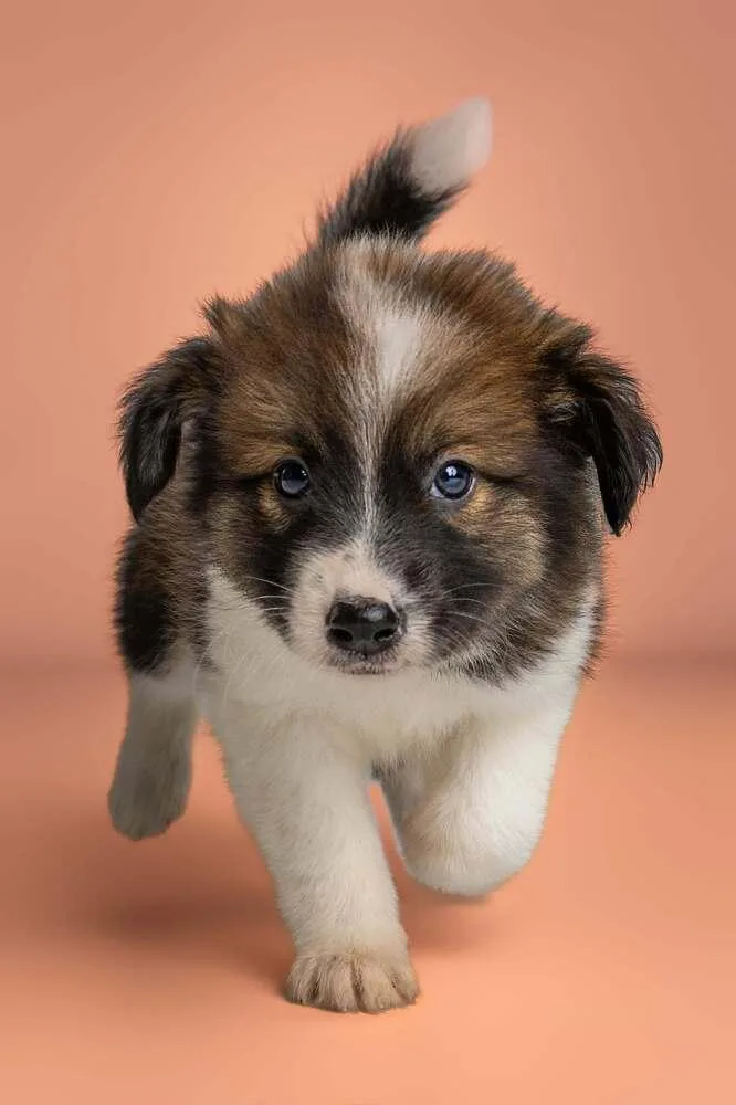 An adult medium-sized female Tricolor (Brown, Black, & White) Rat Terrier dog named Bellini for adoption in Wolcott, CT