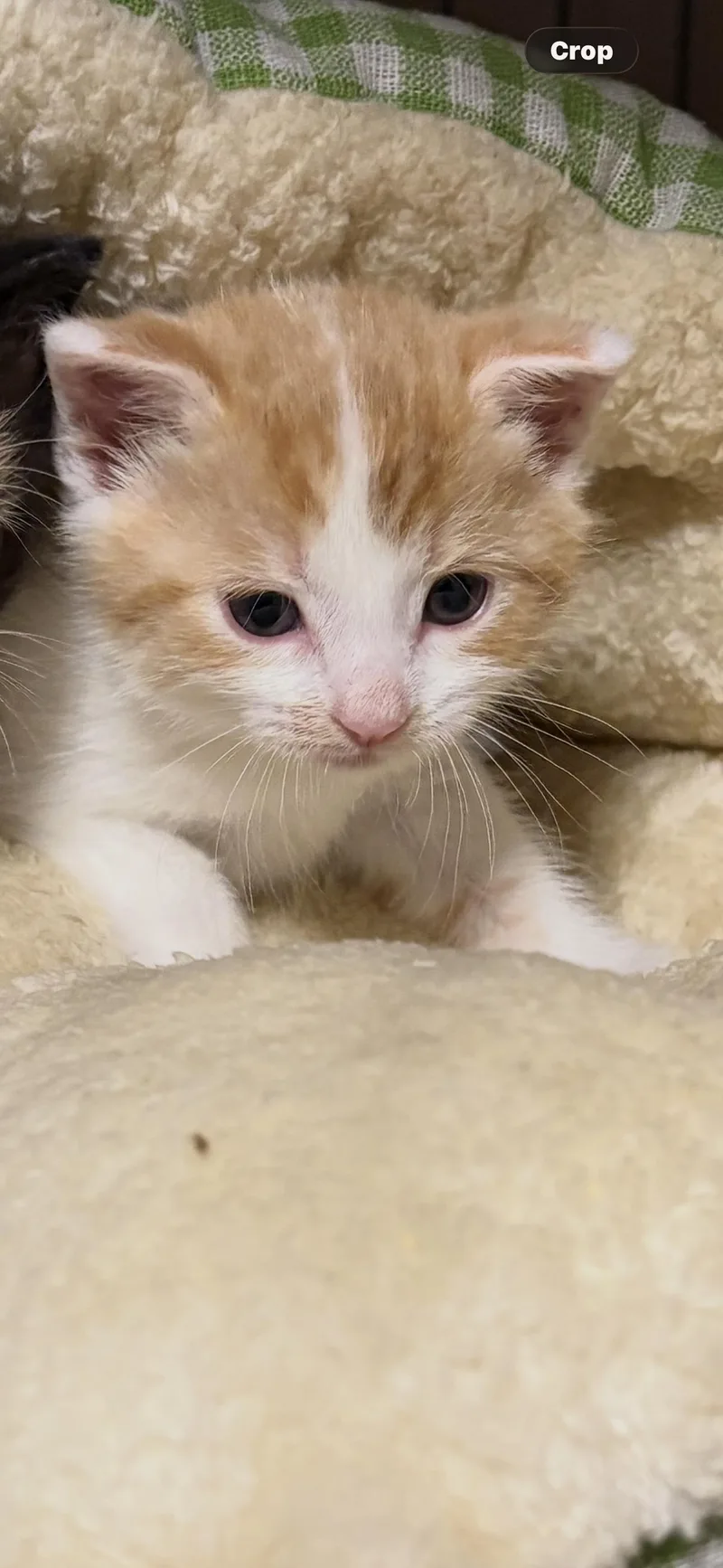 A baby small-sized male Domestic Short Hair cat named Waffles for adoption in Sneads Ferry, NC