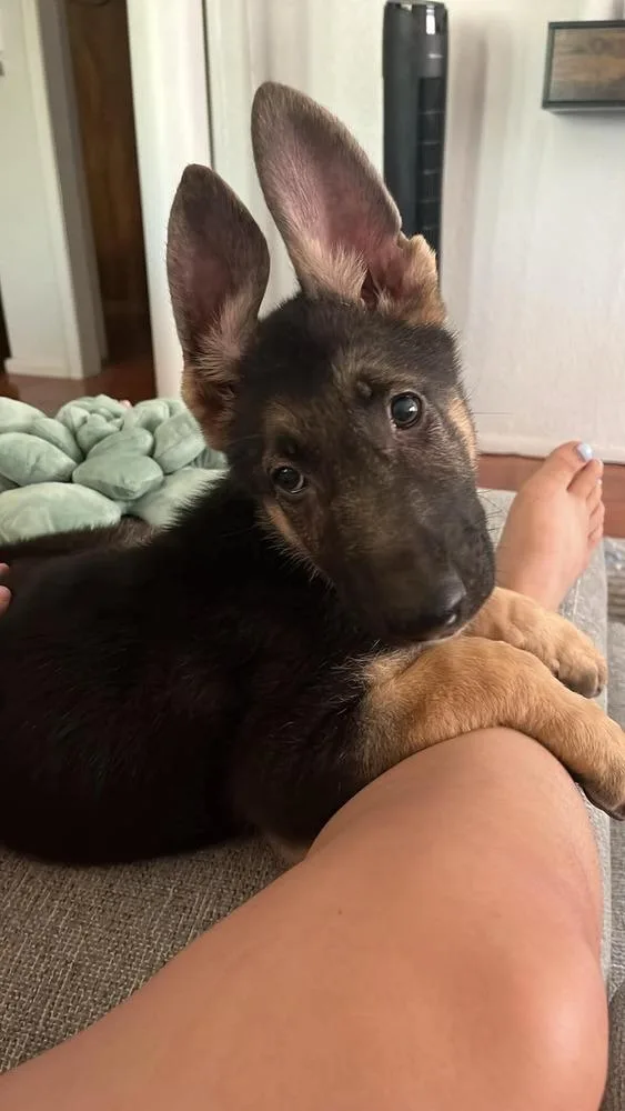A baby medium-sized male German Shepherd Dog dog named Ares for adoption in Sealy, TX