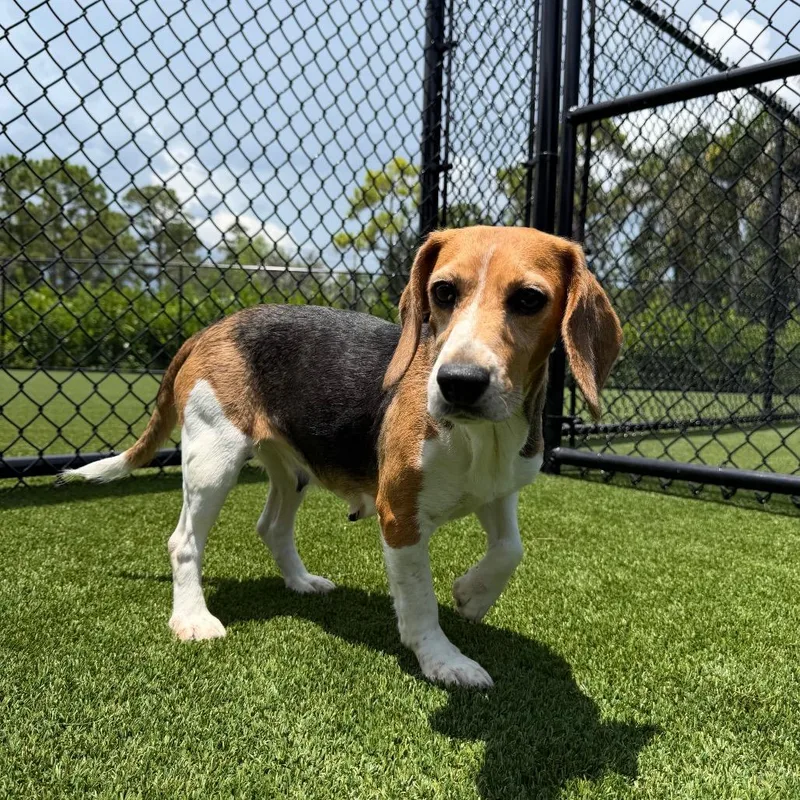 A senior small-sized female Yellow / Tan / Blond / Fawn Beagle dog named Pixie for adoption in LOXAHATCHEE, FL