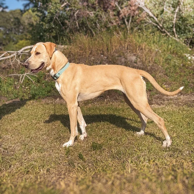 An adult medium-sized female Yellow / Tan / Blond / Fawn Hound dog named Harlow for adoption in Deerfield, IL