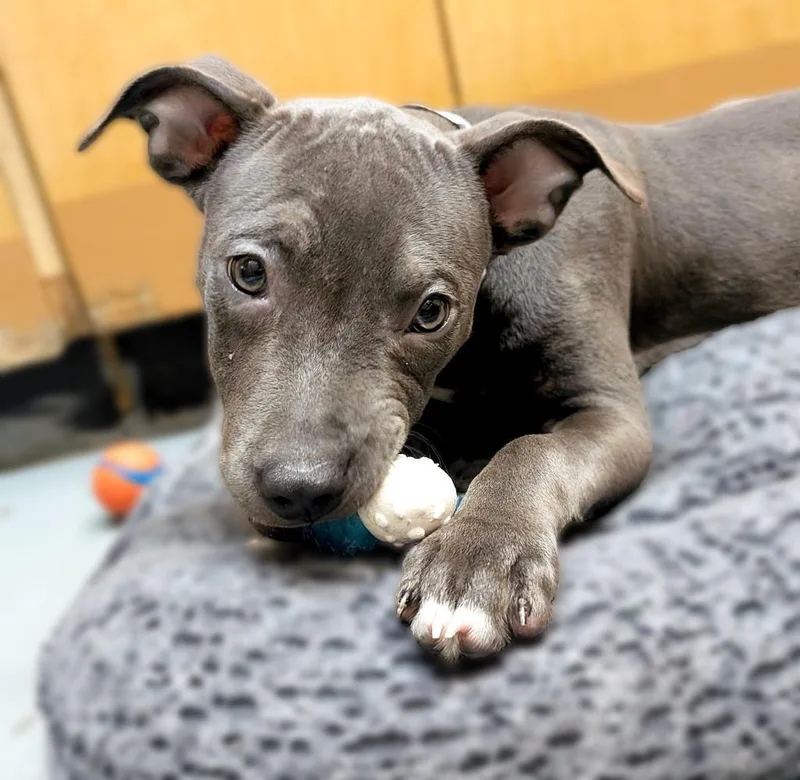 A baby medium-sized female Mixed Breed dog named Violet for adoption in Warren, MI