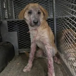 An adult large-sized male Yellow / Tan / Blond / Fawn Shepherd dog named Jacek for adoption in Tacoma, WA