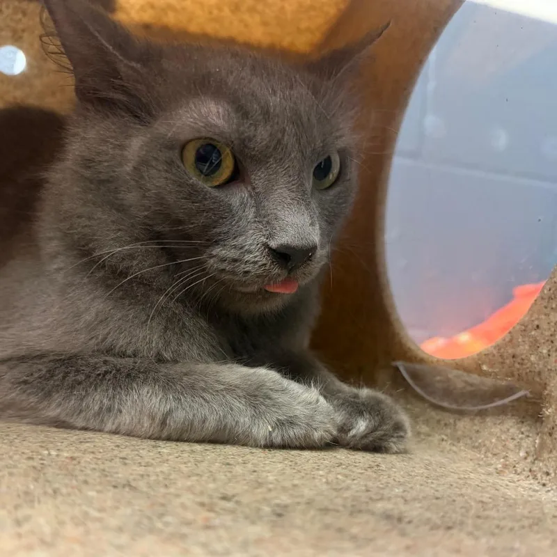 An adult small-sized female Gray / Blue / Silver Domestic Short Hair cat named Silvia for adoption in Tuscaloosa, AL