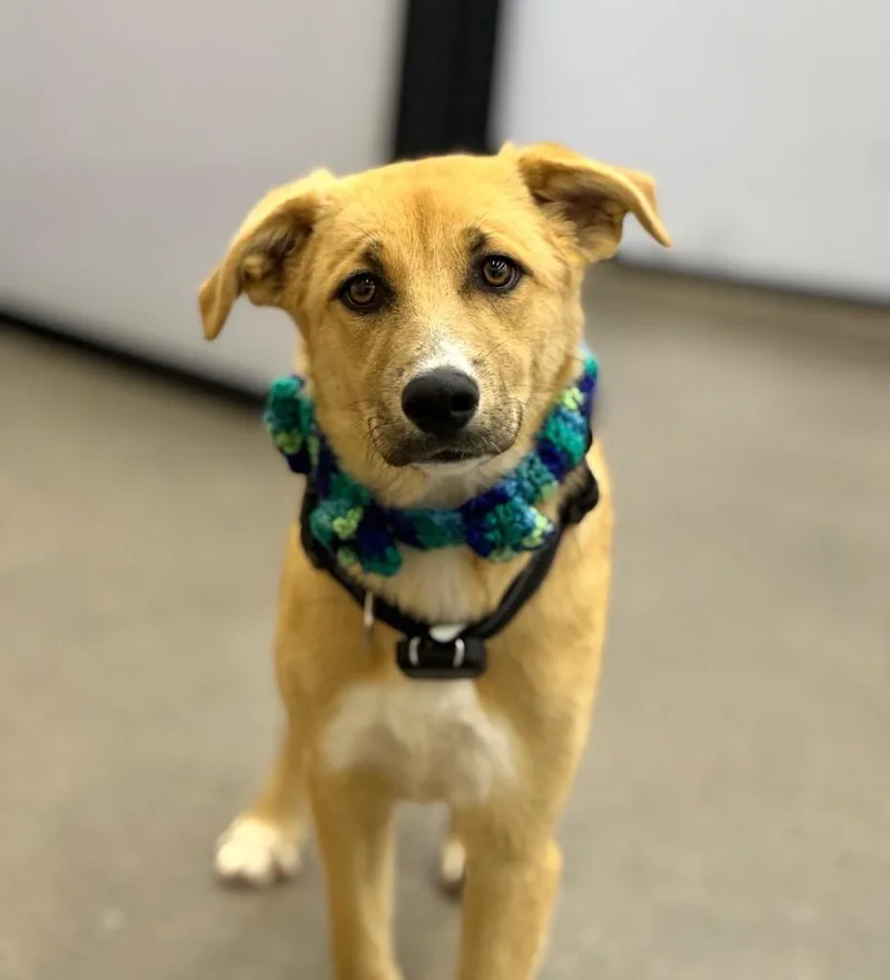 A baby medium-sized female Shepherd dog named Allio for adoption in Fort Lupton, CO