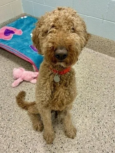 An adult medium-sized male Brown / Chocolate Goldendoodle dog named Teddy for adoption in Littleton, CO