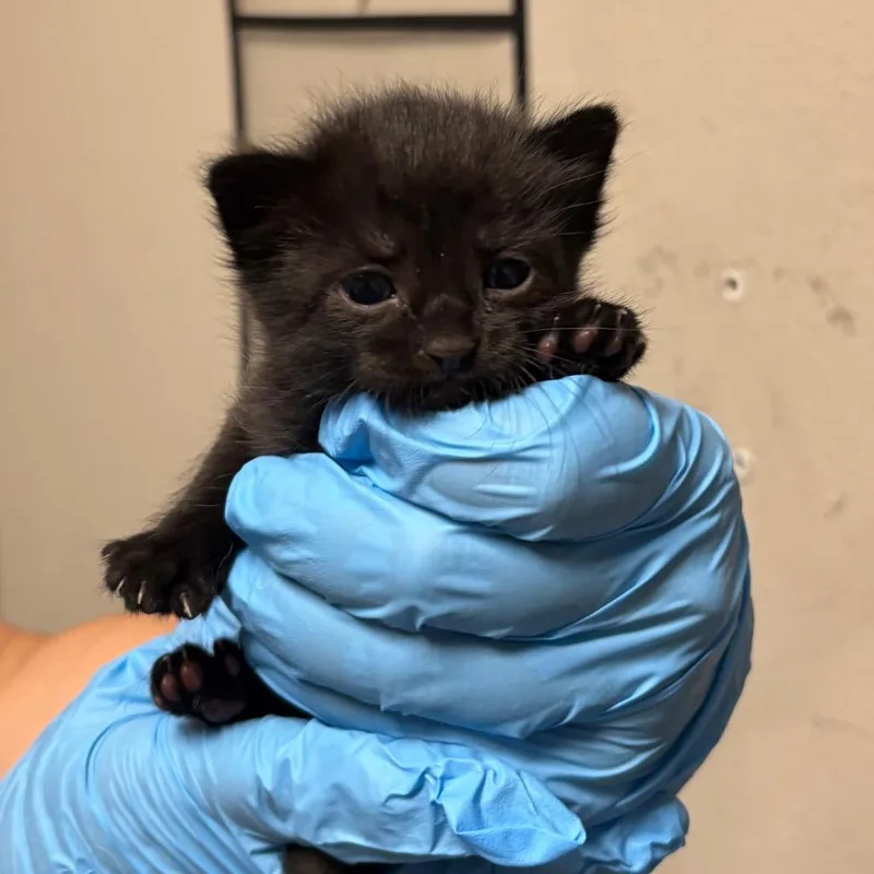 A baby small-sized female Black Domestic Short Hair cat named Dote for adoption in Yuma, AZ