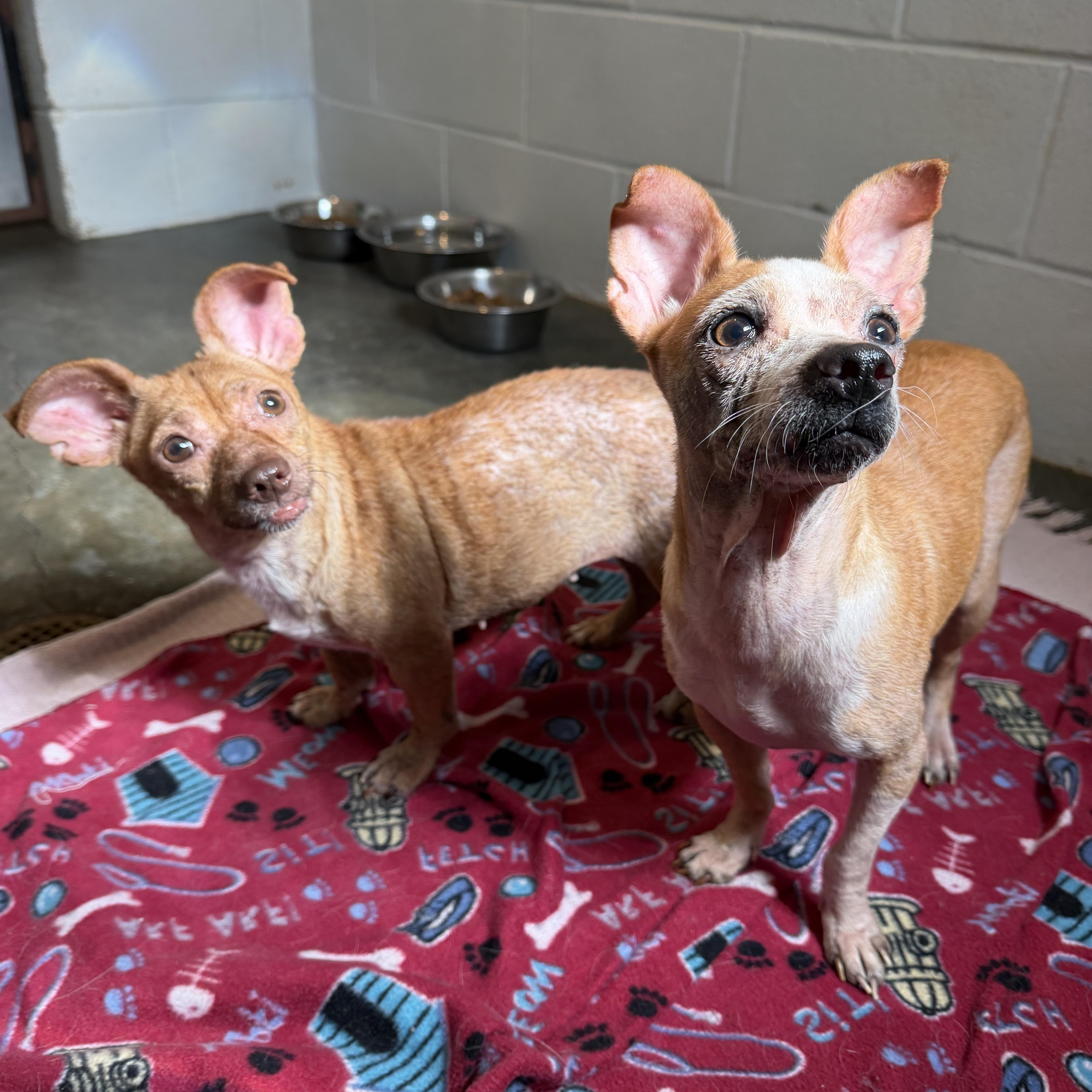 A young small-sized female Chihuahua dog named Mimi for adoption in Barnegat, NJ