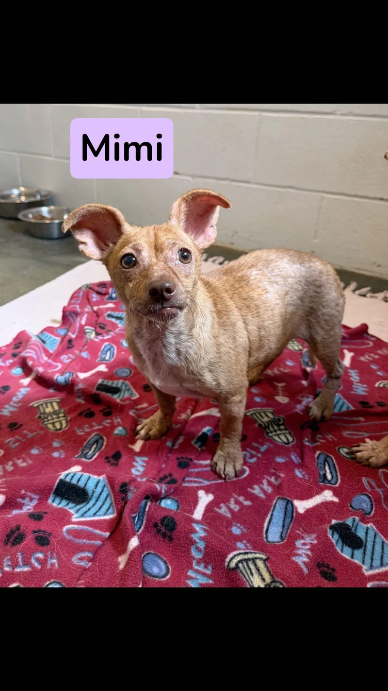 Mimi thumbnail 2