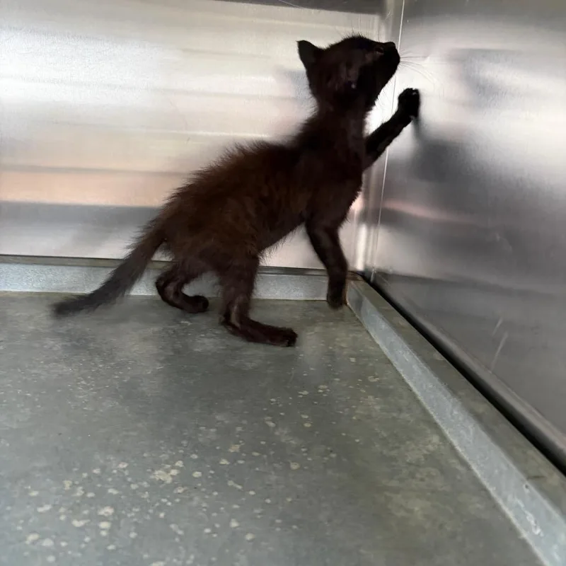 A baby small-sized female Black Domestic Short Hair cat named Kenji for adoption in Edinburg, TX