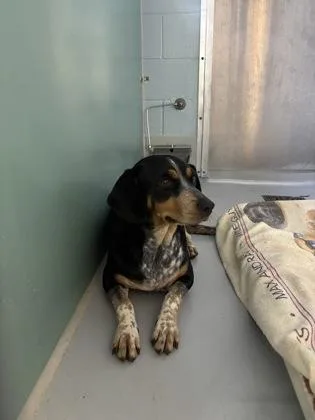 An adult medium-sized female Hound dog named Lady Bird for adoption in Cumming, GA