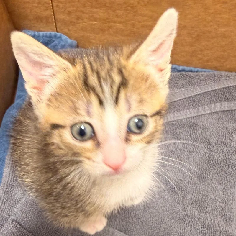 A baby small-sized female Gray / Blue / Silver Domestic Short Hair cat named Lucy for adoption in Chattanooga, TN