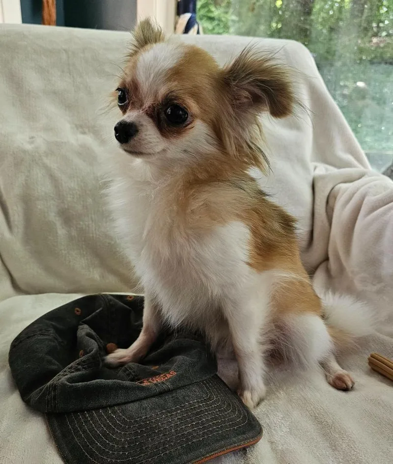 A young small-sized female Chihuahua dog named Mia $ for adoption in Milwaukee, WI