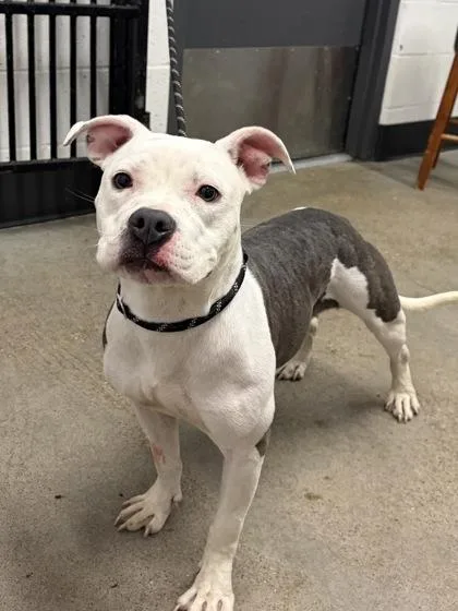A young medium-sized female Gray / Blue / Silver Pit Bull Terrier dog named TiTi for adoption in Cleveland, OH