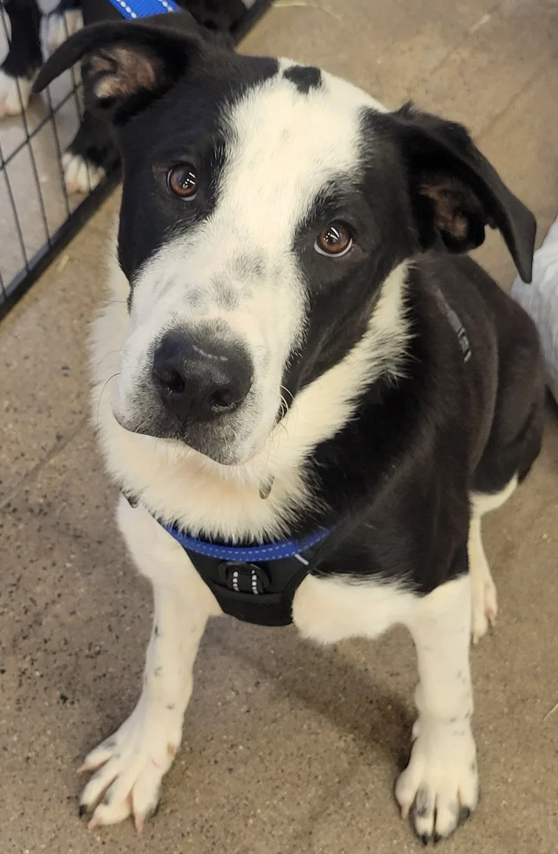 Starsky And Hutch thumbnail 2