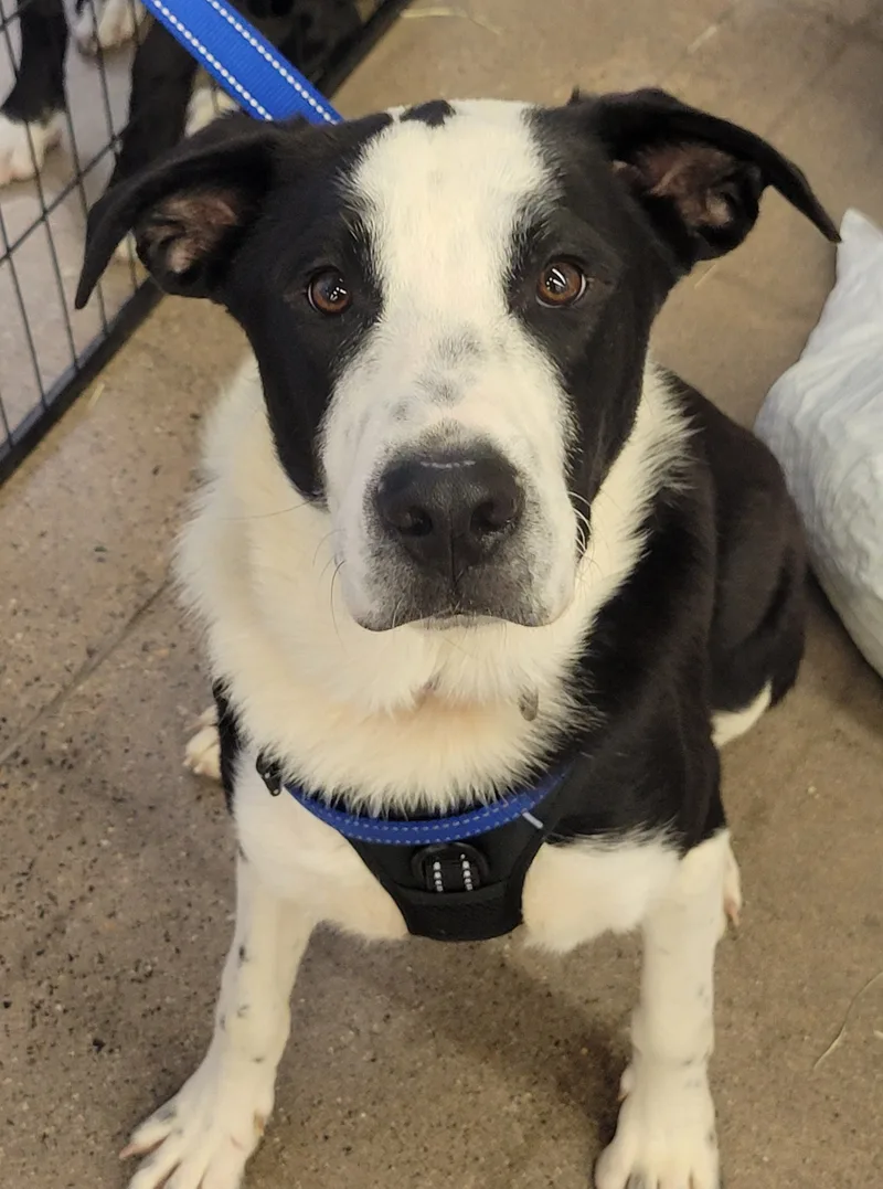 Starsky And Hutch thumbnail 3