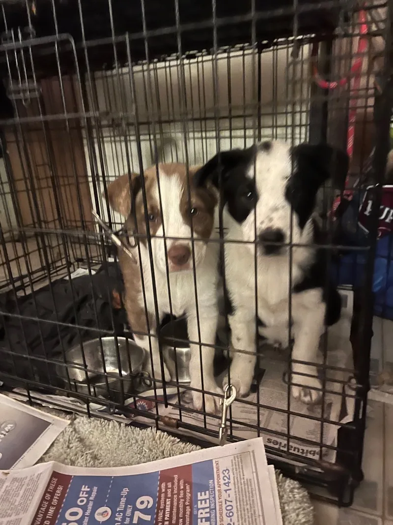 Starsky And Hutch thumbnail 4