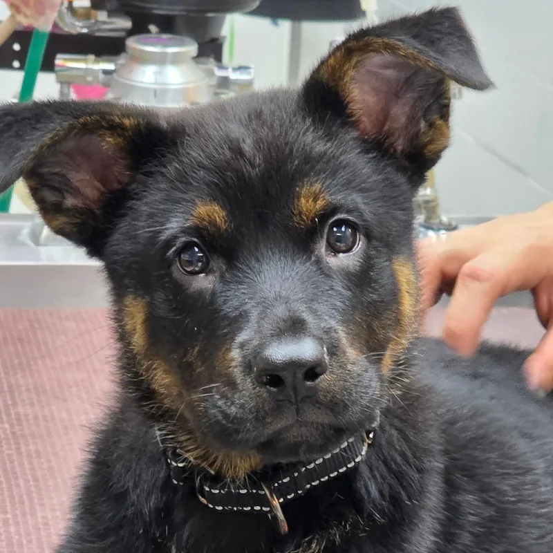 Bear