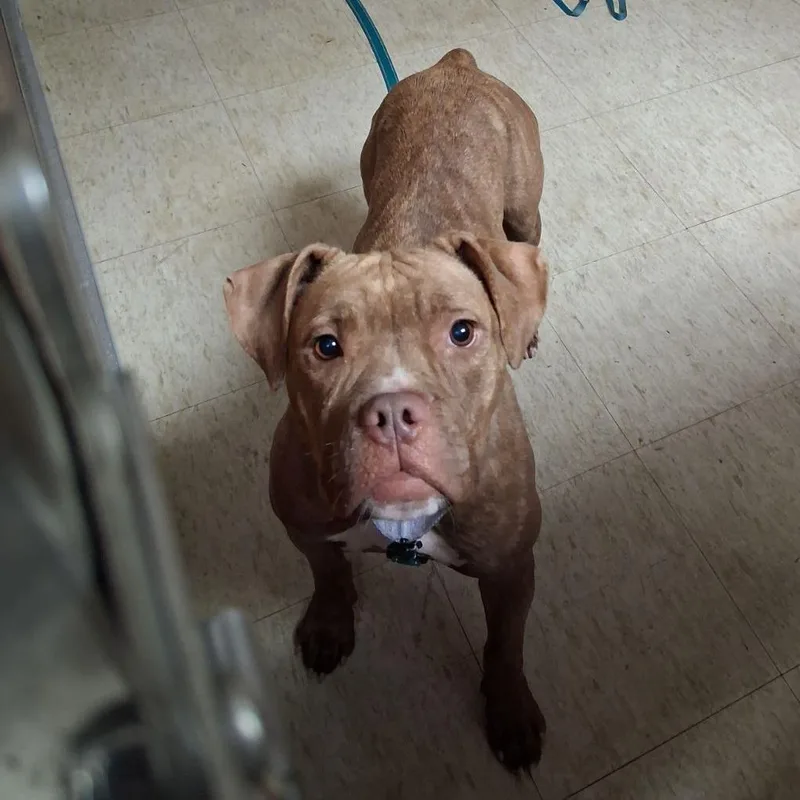 An adult medium-sized female Yellow / Tan / Blond / Fawn Pit Bull Terrier dog named Pumpernickel for adoption in East Saint Louis, IL
