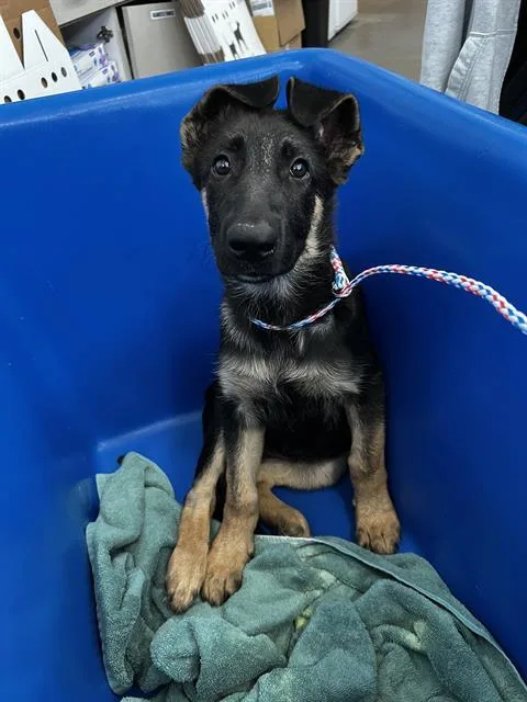 A baby large-sized female Mixed Breed dog named Ziggy for adoption in Dallas, TX