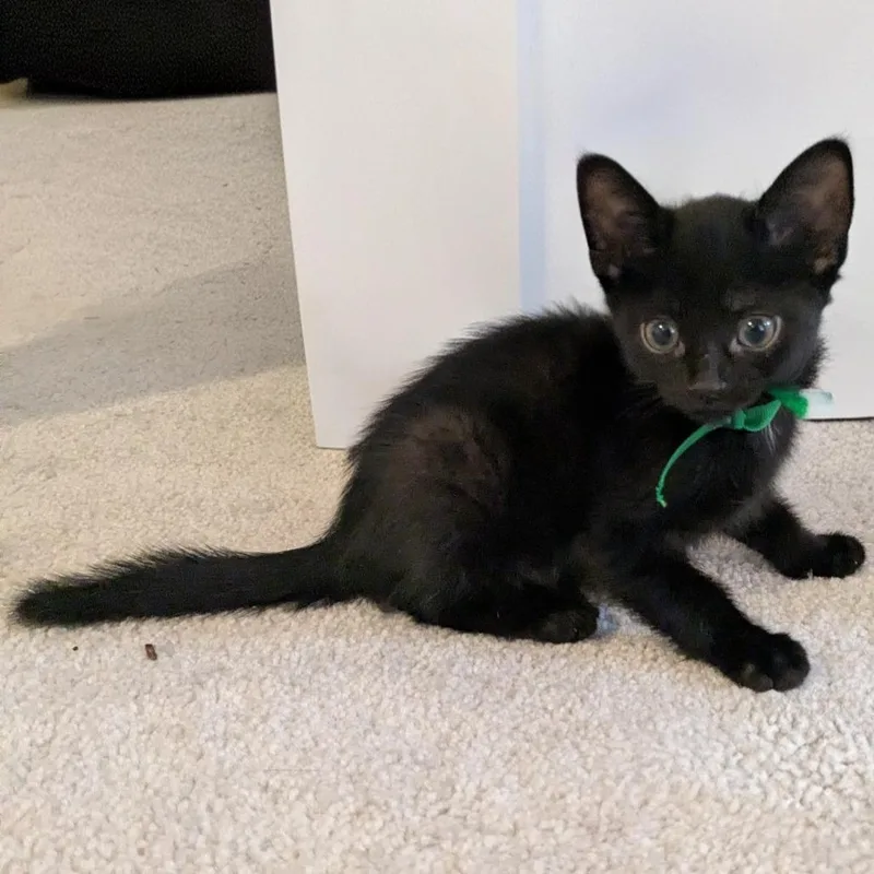 A baby small-sized male Black Domestic Short Hair cat named Dwight Schrute In Halethorpe for adoption in Alexandria, VA