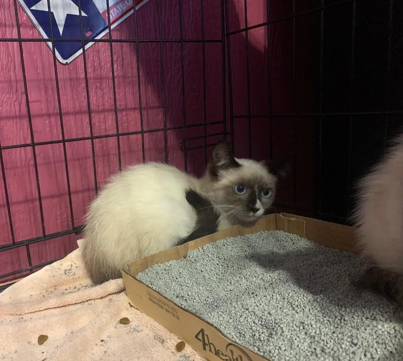 A baby small-sized female Siamese cat named Cleo for adoption in Tucumcari, NM