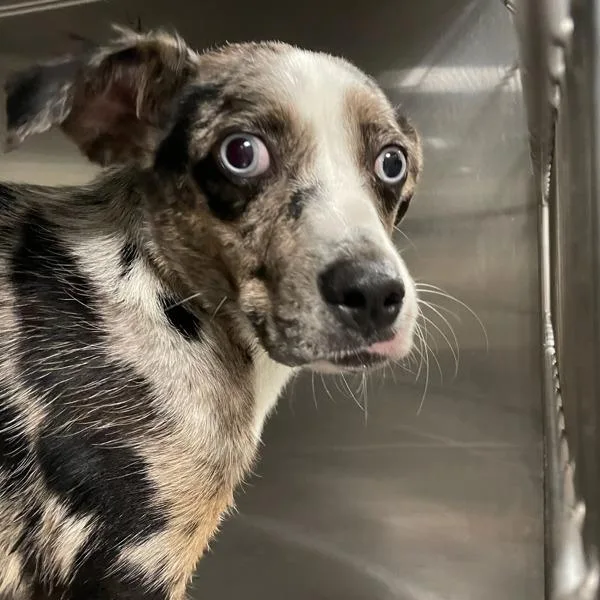 A young medium-sized male Australian Shepherd dog named T.j. for adoption in Des Moines, IA