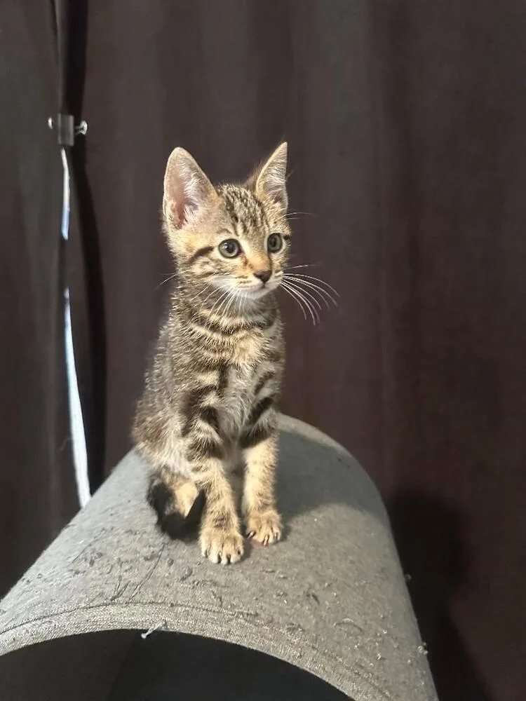 A baby medium-sized male Tabby (Brown / Chocolate) Domestic Short Hair cat named Lance for adoption in Oceanside, CA