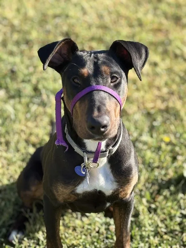 Bruno