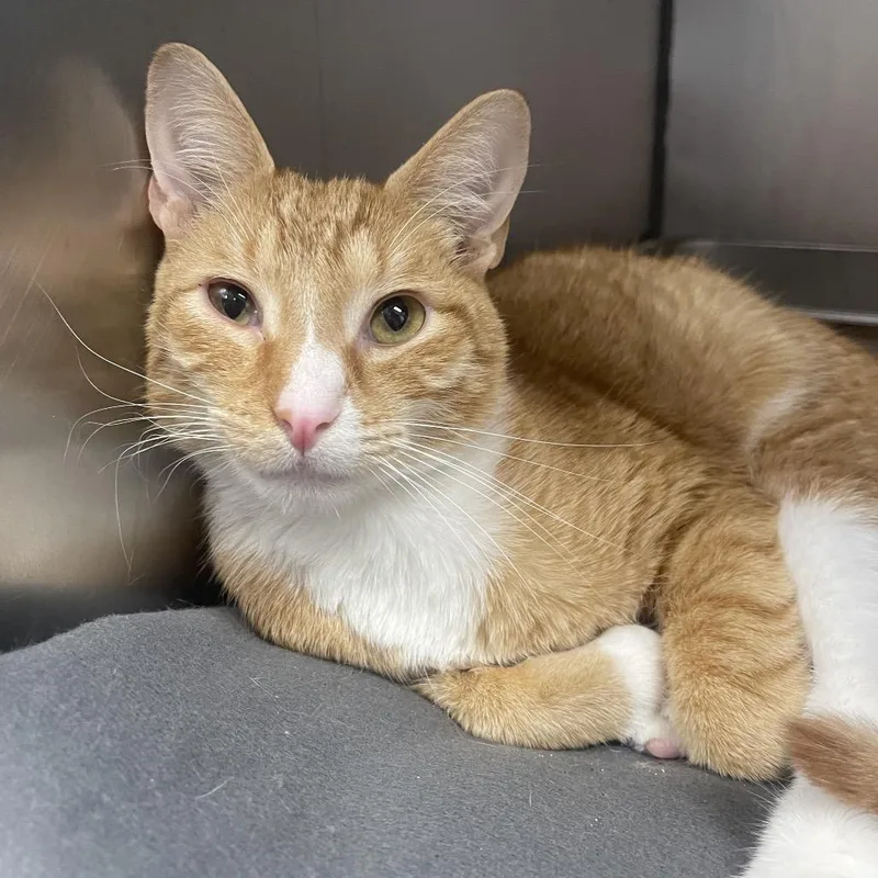 An adult medium-sized male Orange / Red Domestic Short Hair cat named Pumpkin for adoption in Henderson, KY