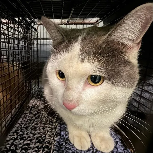 An adult medium-sized male Domestic Short Hair cat named Link for adoption in Des Moines, IA