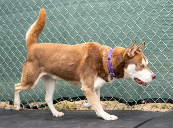 Meatball thumbnail 2