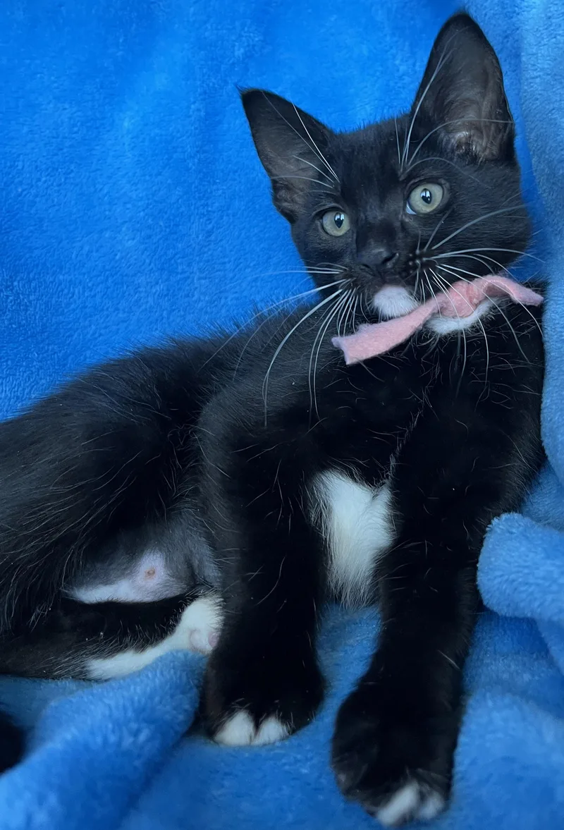 A baby medium-sized female Tuxedo cat named Rilley for adoption in Hood RIver, OR