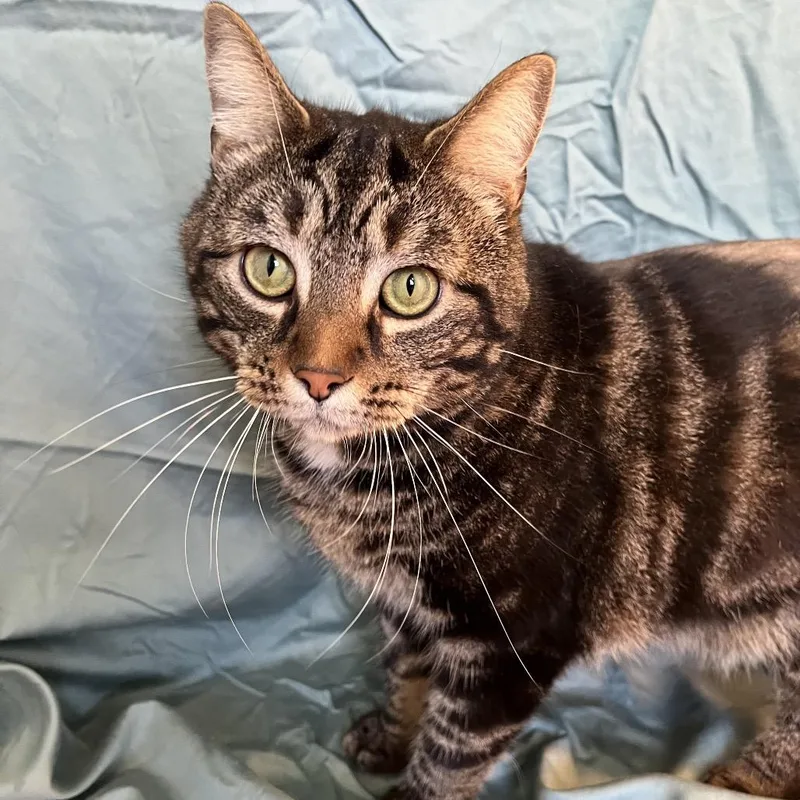 An adult large-sized male Brown / Chocolate Domestic Short Hair cat named Taz for adoption in Gibsonia, PA