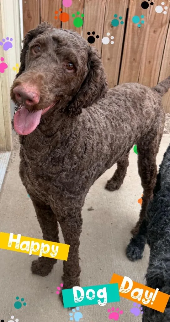 An adult large-sized male Poodle dog named Guy for adoption in Hastings, NE