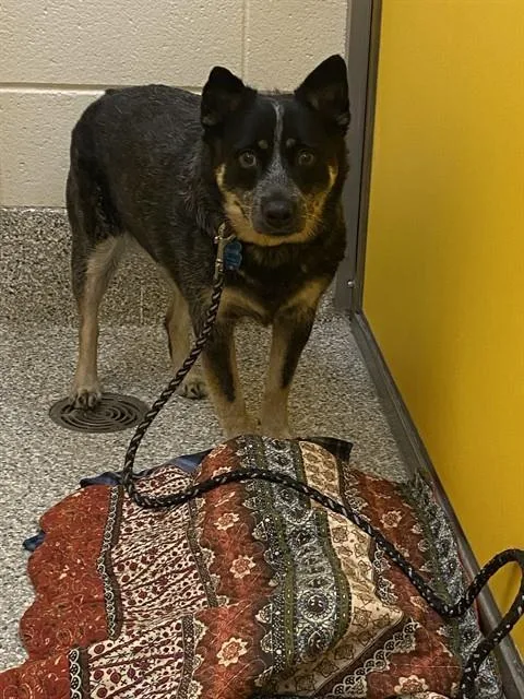 An adult medium-sized female Australian Cattle Dog / Blue Heeler dog named Hootie for adoption in Tucson, AZ