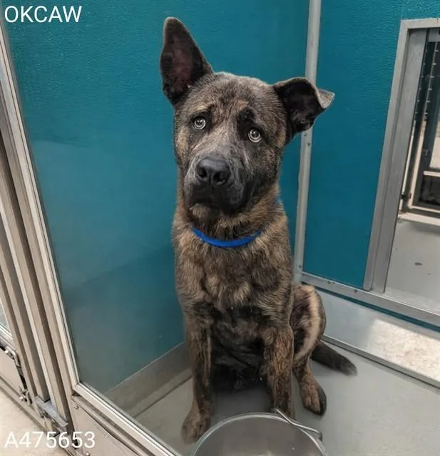 A young medium-sized male Chow Chow dog named Teddy for adoption in Oklahoma City, OK