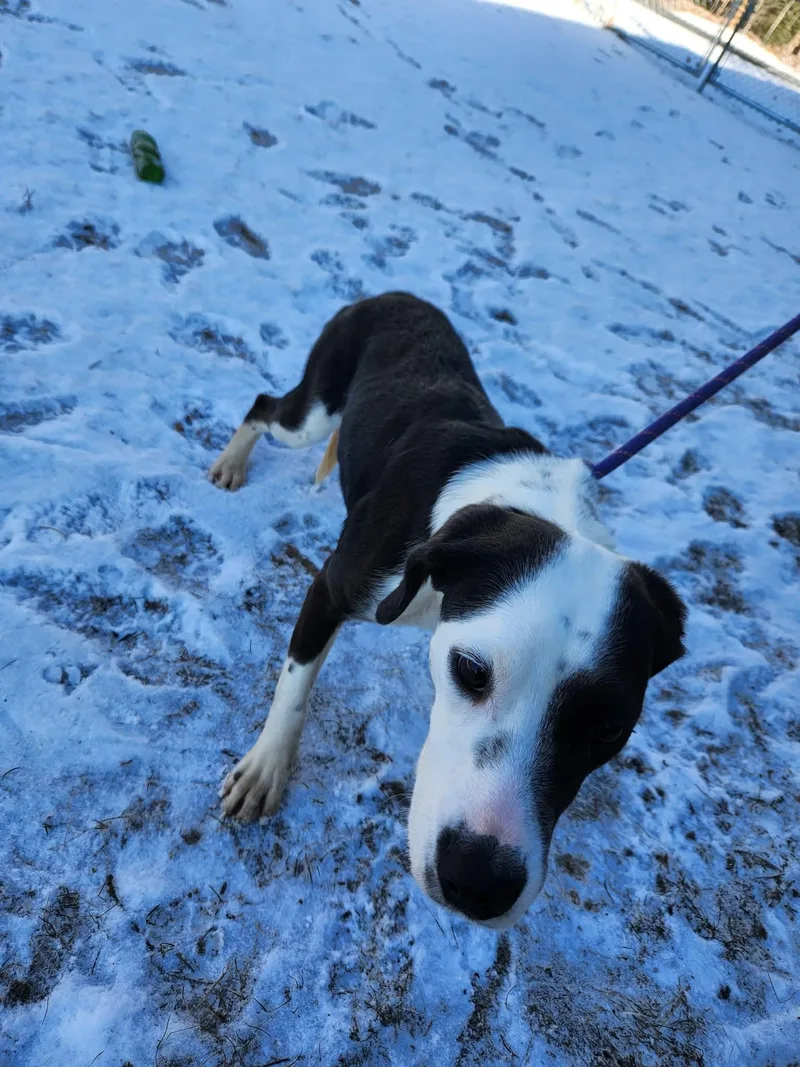 A young medium-sized female Black Beagle dog named Peach for adoption in Prudenville, MI