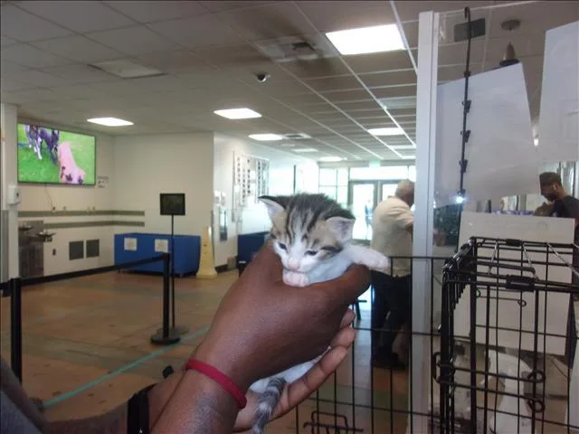 A baby small-sized male Domestic Medium Hair cat named Zaida for adoption in Van Nuys, CA