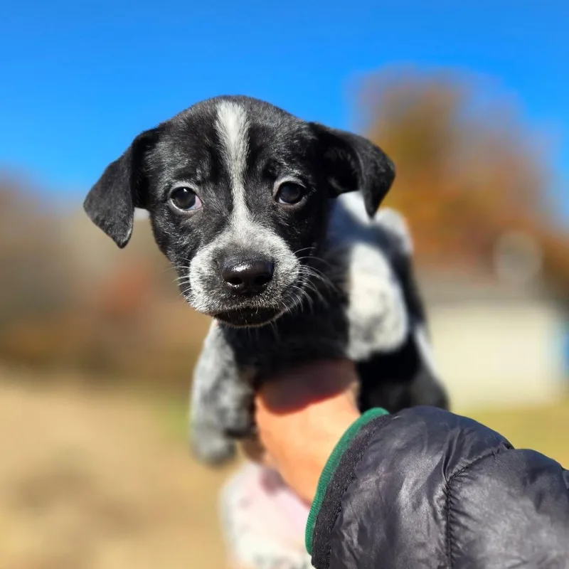 A baby medium-sized female Black Australian Cattle Dog / Blue Heeler named CT Bamboo Bat avail for adoption in Eastford, CT