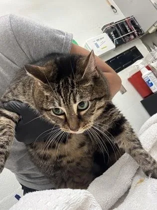 An adult small-sized female Domestic Short Hair cat named Kakak for adoption in Seattle, WA