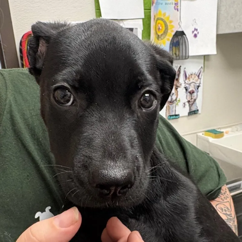 A baby large-sized male Mixed Breed dog named Card PickUp for adoption in Columbiana, AL