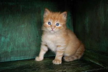 Miso