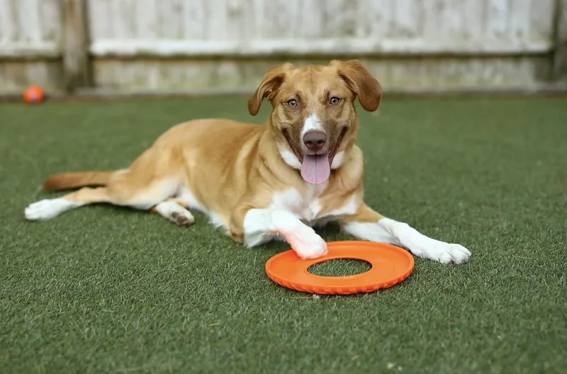 A young medium-sized female Labrador Retriever dog named Winnie for adoption in Pembroke, MA